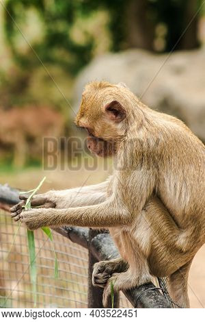 Crab-eating Macaque Sat On The Fence, Eating The Grass.