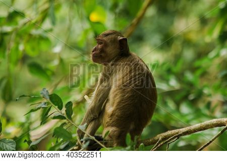 Crab-eating Macaque Is Sitting On A Branch.