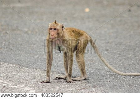 A Female Crab-eating Macaque Walking Down The Street.