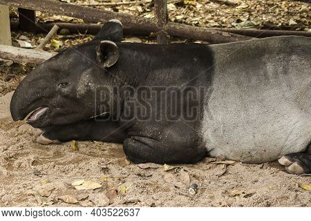Malayan Tapir (tapirus Indicus) Lies On The Ground.