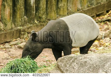 Malayan Tapir (tapirus Indicus) Is Eating Grass.
Malayan Tapir Is A Single Hoofed Animal. Has The Ap
