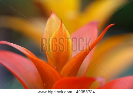 Guzmania Blumen