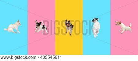 Creative Collage Of Five Different Breeds Of Dogs. Flyer For Ad.