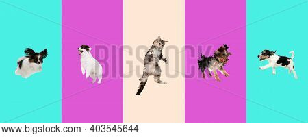 Little Dogs And Cat Jumping, Playing Isolated On Gradient Background.