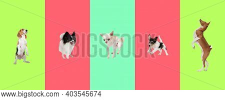 Little Dogs Jumping, Playing Isolated On Gradient Background. Collage.
