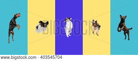 Collage Of Five Purebred Dogs Playing Isolated On Gradient Background.