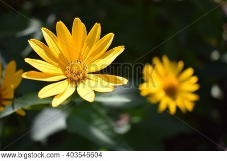 Yellow Flowers. Blooming Flowers In The Garden. Heliopsis. Sunflower Family. Yellow Daisy Flowers. C