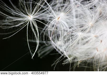 Dandelion Flower And Seeds Closeup On A Black Background. Abstract Dance.