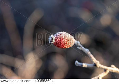 A Portrait Of A Rose Hip, Haw Or Hep Covered In Ice During A Winter Day. The Frost On The Fruit Look
