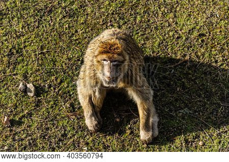 Berber Macaque Macaca Sylvanus Sitting On Dry Grass And Leafs