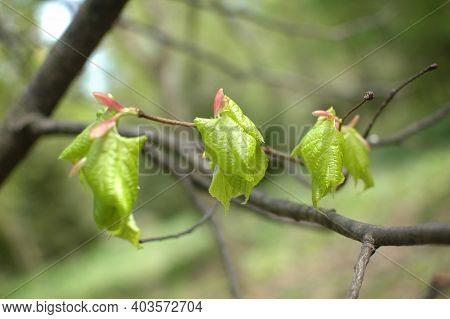 Young Green Leaves Bloom From Swollen Buds On The Branches Of The Tree. Spring Leaves, Nature Awaken