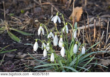 Snowdrop Or Common Snowdrop (galanthus Nivalis) Flowers.
