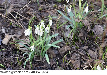 Snowdrop Or Common Snowdrop (galanthus Nivalis) Flowers.
