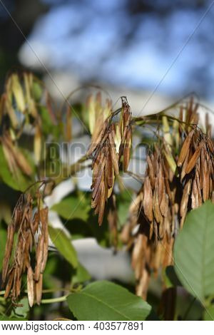 Flowering Ash Leaves - Latin Name - Fraxinus Ornus