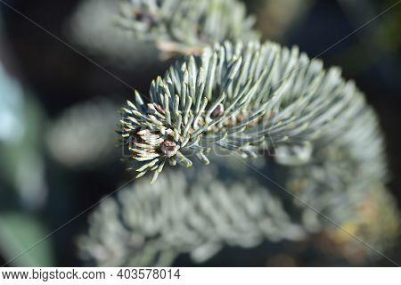 Blue Noble Fir - Latin Name - Abies Procera Glauca