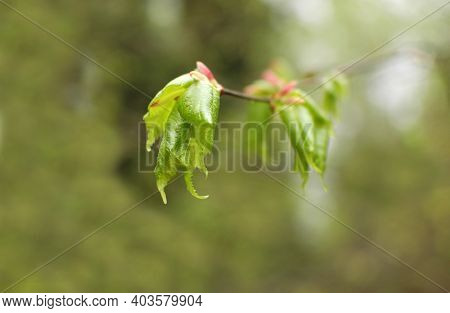 Young Green Leaves Bloom From Swollen Buds On The Branches Of The Tree.