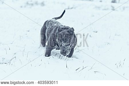 Blue Amstaff playing in a meadow in snow. Winter scenery