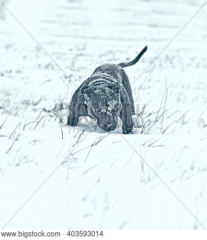 Blue Amstaff playing in a meadow in snow. Winter scenery