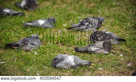 City Pigeons Sleep On The Green Lawn. Focus In The Foregro