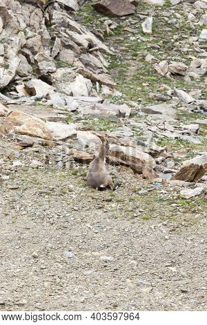 A Steinbock In Mountain
