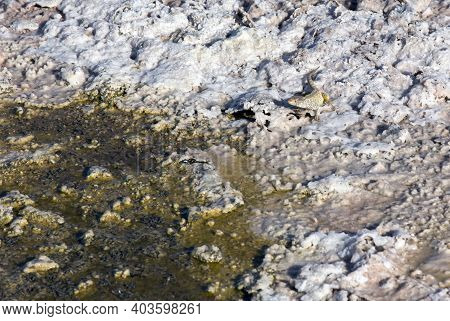 A Fabian Lizard At Chaxa Lagoon, A Salt Water Lake