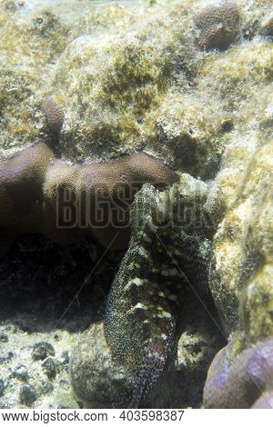 Close View Of Salarias Fasciatus Fish In Indonesia