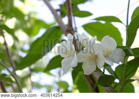 White Jasmine Flower With Green Leaves Nature Background, Flowers For Aroma Oil, Natural Flavor