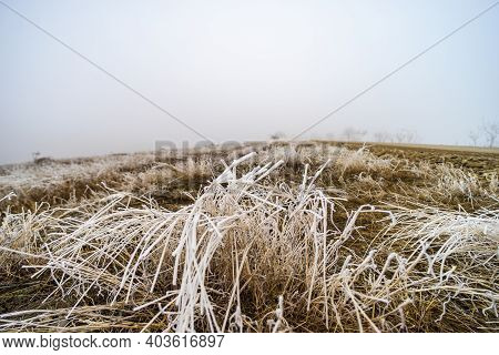 Wild Field In Winter