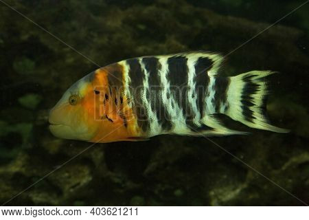 The  Red-breasted Wrasse (cheilinus Fasciatus) In Aquarium.