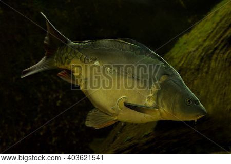 The Common Carp, European Carp (cyprinus Carpio) In Aquarium.