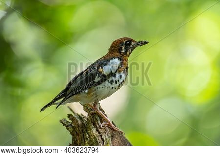 Nature Wildlife Bird Of Chestnut-capped Thrush Perched In A Tree
