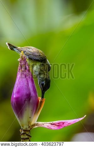 Nature Wildlife Footage Of Little Bird On Banana Flower.little Spiderhunter( Arachnothera Longirostr