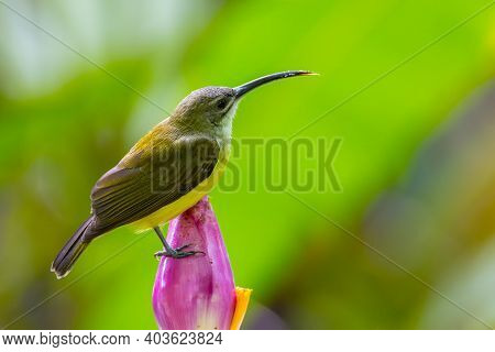 Nature Wildlife Footage Of Little Bird On Banana Flower.little Spiderhunter( Arachnothera Longirostr