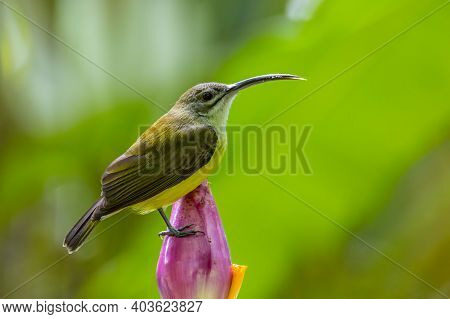 Nature Wildlife Footage Of Little Bird On Banana Flower.little Spiderhunter( Arachnothera Longirostr