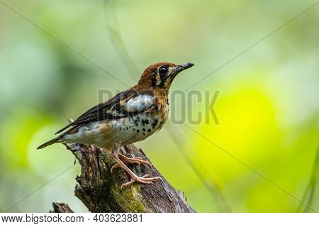 Nature Wildlife Bird Of Chestnut-capped Thrush Perched In A Tree
