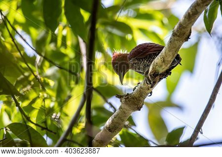 Nature Wildlife Image Of Banded Woodpecker Bird