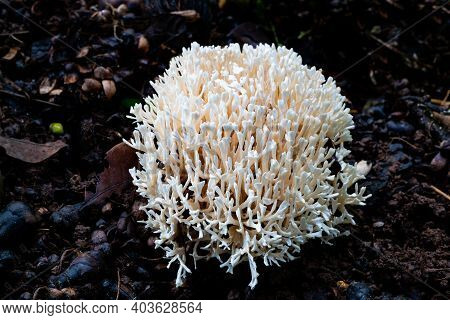White Coral Fungus Growing On The Wet Soil In Rainy Season In Thailand.