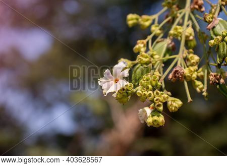 Shiuli Flower Or Night Flowering Jasmine With Selective Focus And Copy Space For Texts Writing, Also