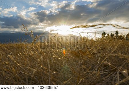Sunbursts From Behind Benmore Range In Distance Beyond Long Golden Grass  With Lens Flare.