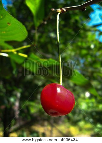 berry of a red ripe cherry