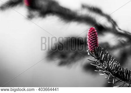 Pink Pine Tree Flower Fresh Young Cones. Pine Mountains. Branches Of A Young Fir Tree With Several I