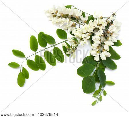 Bloom White Acacia ( Robinia Pseudoacacia ) On A White Background