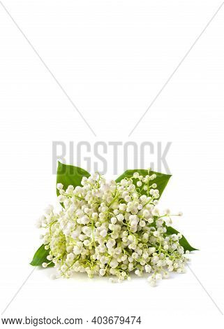 Bunch Of White Lily Of The Valley (convallaria Majalis) On White Background With Space For Text