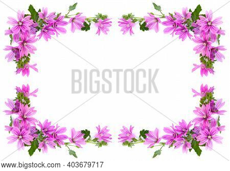 Frame Of Flowers Malope On A White Background With Space For Text