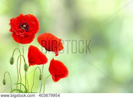 Red Poppy Flowers (common Names: Common Poppy, Corn Poppy, Corn Rose, Field Poppy, Flanders Poppy, R
