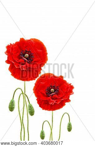 Red Poppies (common Names: Common Poppy, Corn Poppy, Corn Rose, Field Poppy, Flanders Poppy, Red Pop