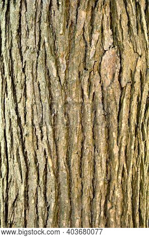 Bark Of Old Tree Catalpa Bignonioides (common Names: Southern Catalpa, Cigartree, And Indian-bean-tr