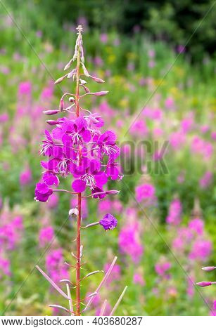 Chamerion Angustifolium, (common Names: Fireweed, Great Willowherb, Rosebay Willowherb) Blooming On 