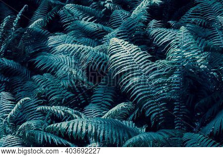 Tidewater Colour Ferns Leaves Foliage Natural Floral Fern Background In Sunlight. Great Tidewater Bu