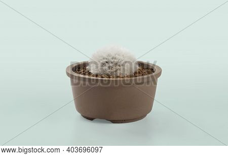 Mammillaria Cactus Pots Placed On Green Pastel Background